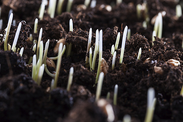 Image showing young green wheat