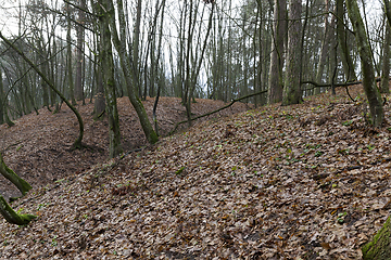 Image showing Maple forest in autumn