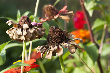 Image showing blooming and dry flowers