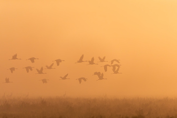 Image showing flying flock Common Crane, Hortobagy Hungary