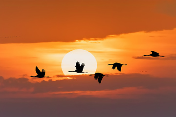 Image showing flying flock Common Crane, Hortobagy Hungary