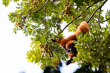 Image showing Red ruffed lemur, Varecia rubra