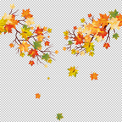 Image showing Autumn maple