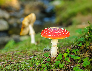 Image showing red mushroom in the forest