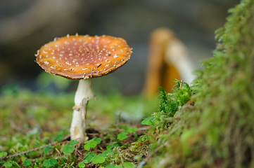 Image showing mushroom in the forest