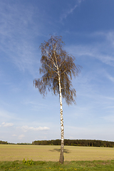 Image showing birch trunk