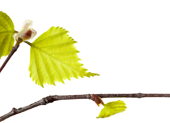 Image showing leaves of birch