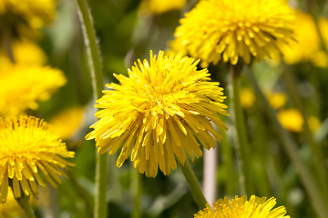 Image showing green leaves and yellow flowers