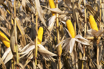 Image showing late corn harvest