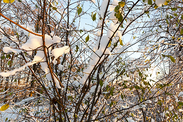 Image showing trees in the snow