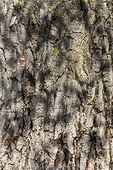 Image showing brown tree bark