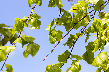 Image showing Linden green foliage