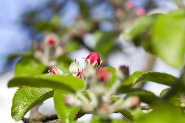 Image showing red flowers