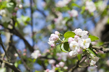 Image showing apple fruit tree