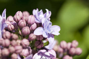 Image showing purple flowers