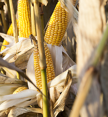 Image showing corn rotten