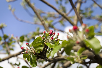 Image showing red flowers