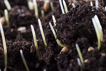 Image showing young green wheat