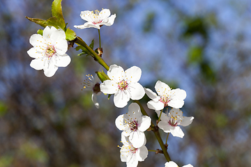 Image showing new white petals