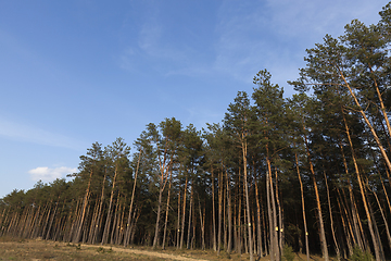 Image showing pine forest