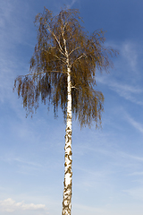 Image showing birch trunk