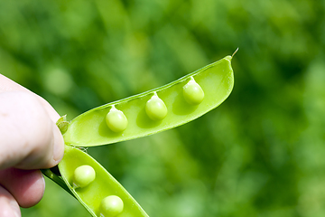 Image showing open pea pod