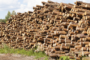 Image showing pile of pine trunks