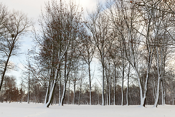 Image showing trees in winter forest