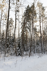 Image showing Trees in winter