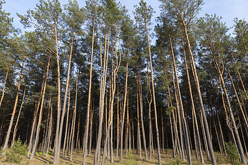 Image showing summer landscape in a pine forest