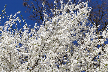 Image showing white cherry flowers