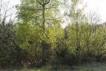 Image showing tree foliage