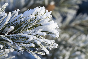 Image showing Pine with a frost