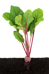 Image showing Beetroot Plant Growing in Earth Cross Section 