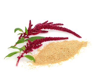 Image showing Amaranth Grain with Amaranthus Plant in Flower 