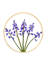 Image showing Bluebell Wildflower Abstract Design Symbol  