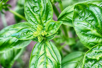 Image showing sweet basil plant