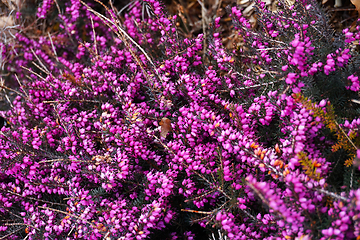 Image showing violet heather flowers