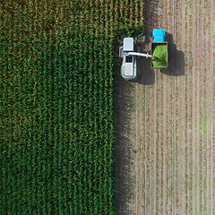 Image showing Combine harvester pours corn grain into the truck body. Harvester harvests corn. Collect corn cobs with the help of a combine harvester.