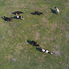 Image showing aerial view of cows on green pasture in Ukraine