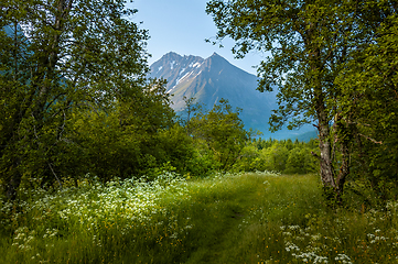 Image showing landscape with flowers and mountain