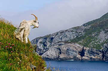 Image showing mountain goat on the mountain