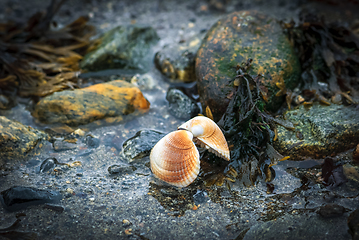 Image showing shell on the beach