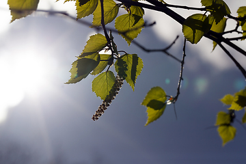 Image showing green leaves birch