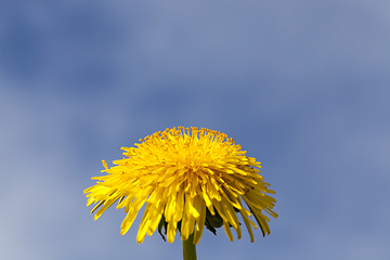 Image showing yellow dandelion