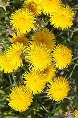 Image showing green leaves and yellow flowers