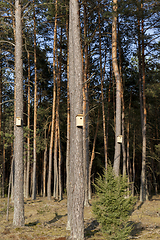 Image showing new wooden birdhouses