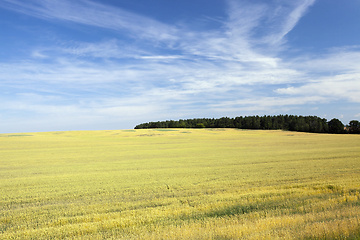 Image showing grass field