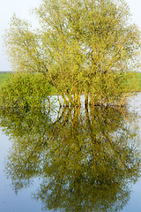 Image showing trees on the river