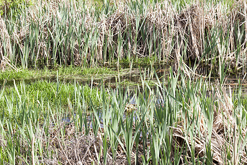 Image showing swamp, spring